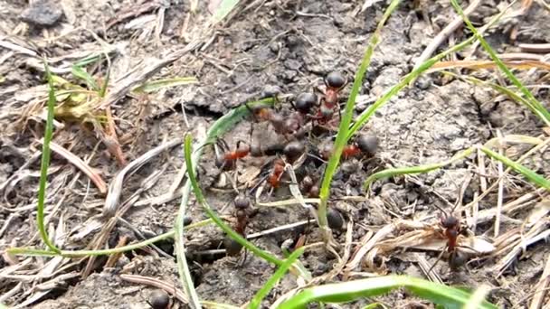 Black Ants Carrying Dead Fly — Stock Video