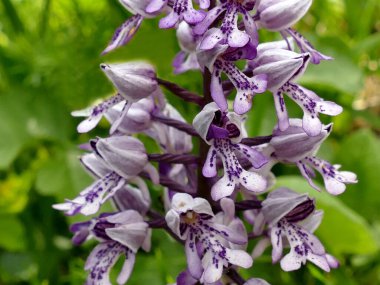 askeri orkide, Almanya 'da kır çiçeği