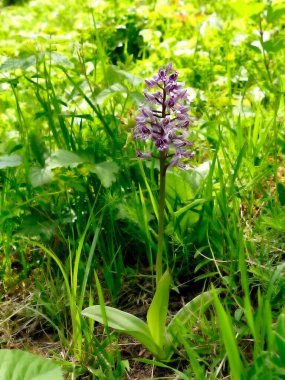 askeri orkide, Almanya 'da kır çiçeği