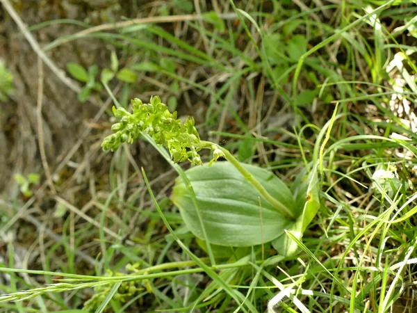 Twayblade Orchidea Niemieckiej Flory — Zdjęcie stockowe