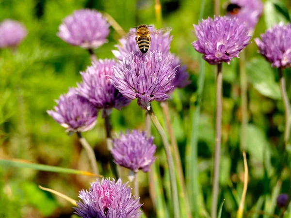 Pszczoła Locie Nad Kwiatem Szczypiorek — Zdjęcie stockowe