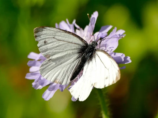 Cabbage Butterfly Flower Field Scabious — Stock Photo, Image
