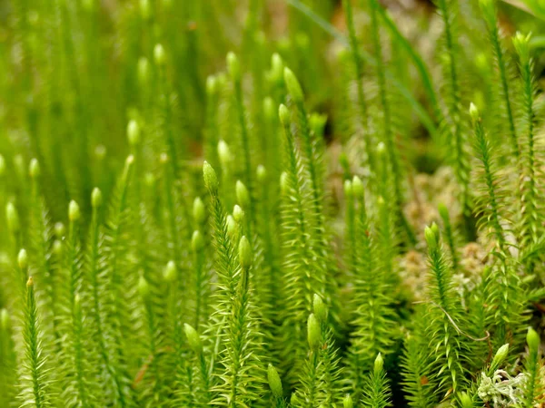 Gran Mos Tysk Skov Med Blomst Foråret - Stock-foto