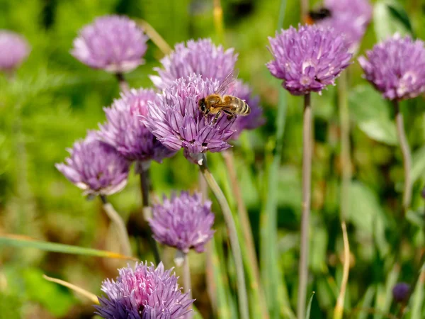 Biene Auf Einer Blume Schnittlauch — Stockfoto