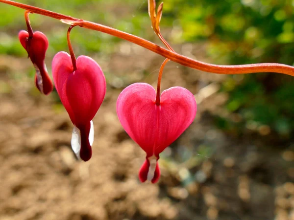Bleeding Heart Flowers Spring — Stock Photo, Image