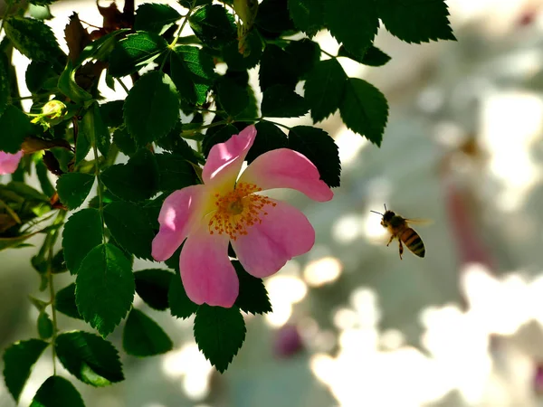 Pszczoła Lecąca Dzikiego Kwiatu Róży — Zdjęcie stockowe