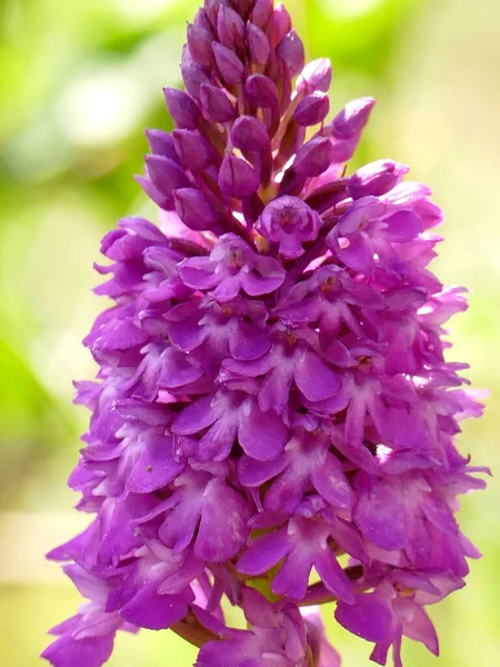 Pyramidal Orchid German Wild Orchid — Stock Photo, Image