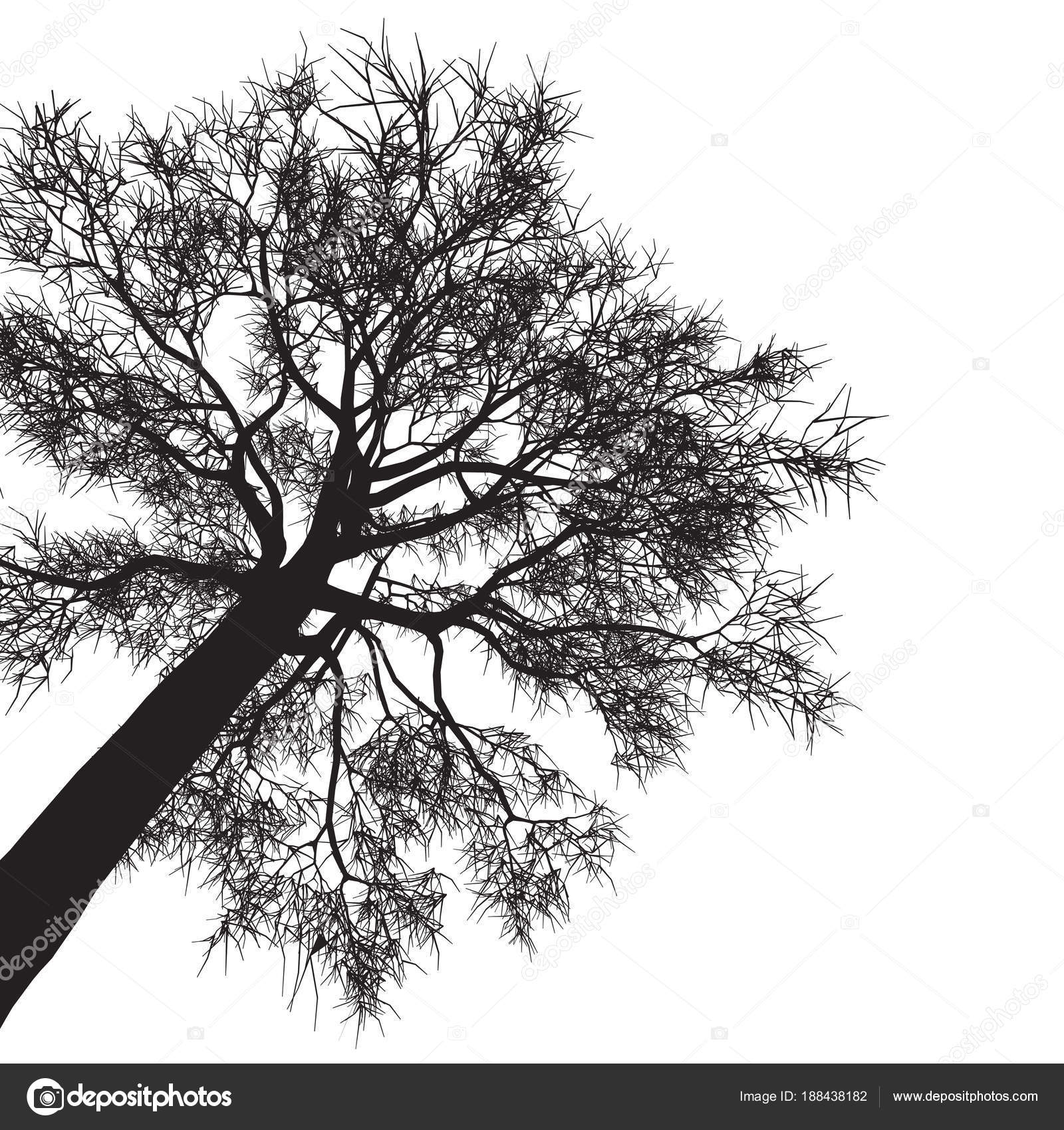 Rysunek Drzewa Szczegółowe Wektor Wektor Grafika Wektorowa
