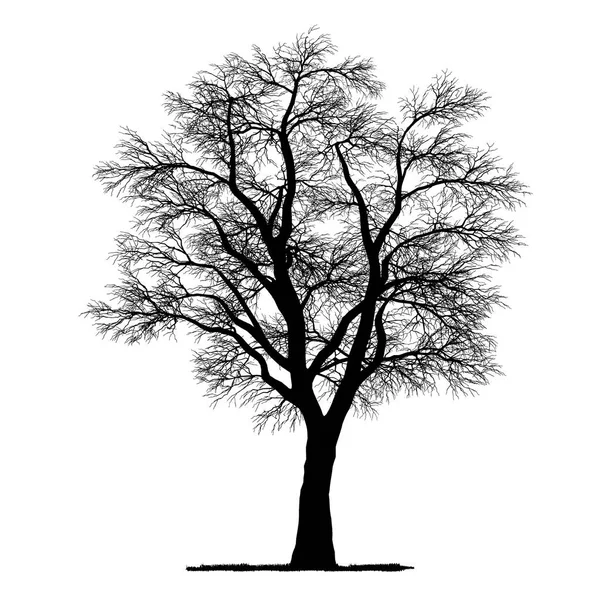 Dessin Vectoriel Arbre Vecteur Détaillé — Image vectorielle