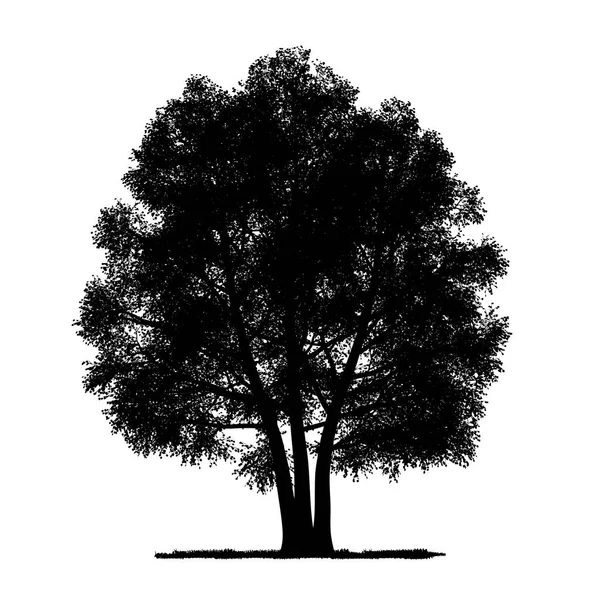 Dibujo Vectorial Del Árbol Vector Detallado — Vector de stock