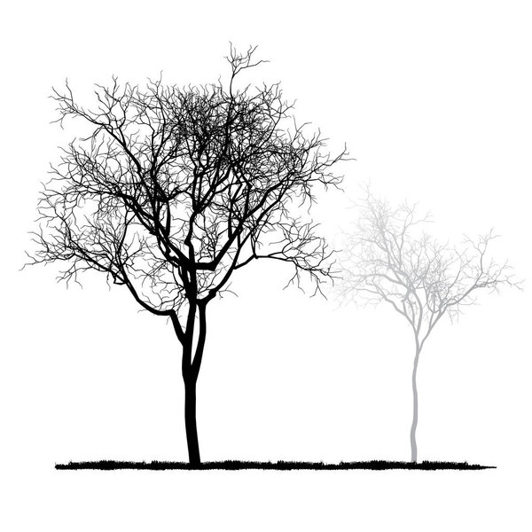 vector drawing of the tree - detailed vector 