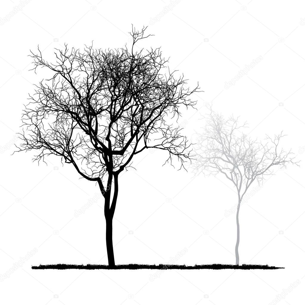 vector drawing of the tree - detailed vector 