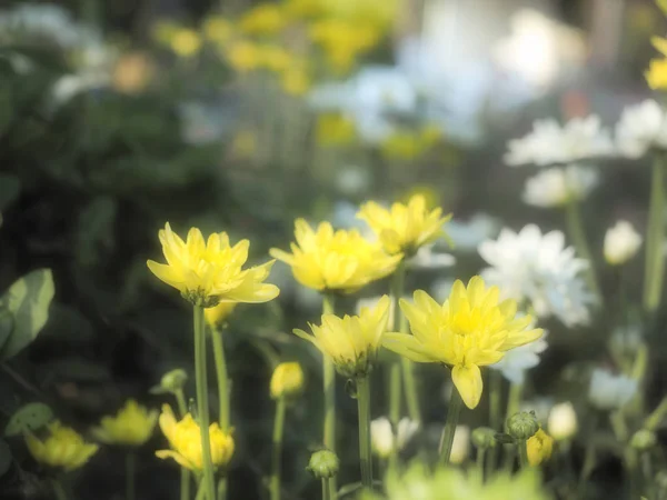 Enkla Små Blommor Landet — Stockfoto