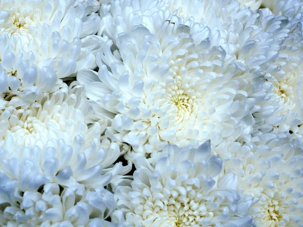 Fialová Smíšená Bílá Chryzantéma Květ — Stock fotografie