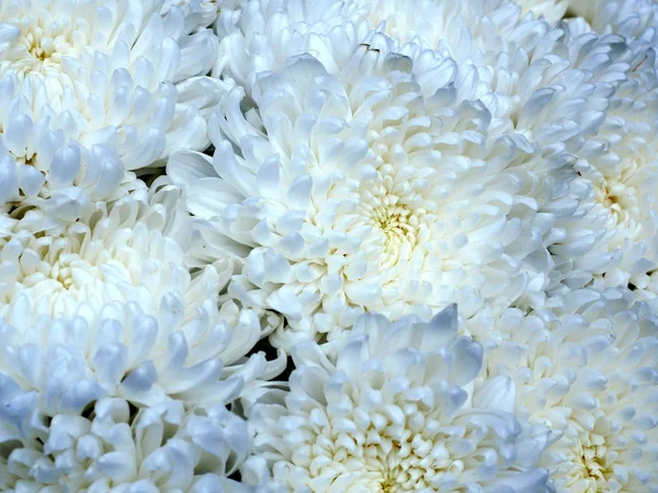 Flor Crisantemo Blanco Mixto Púrpura — Foto de Stock