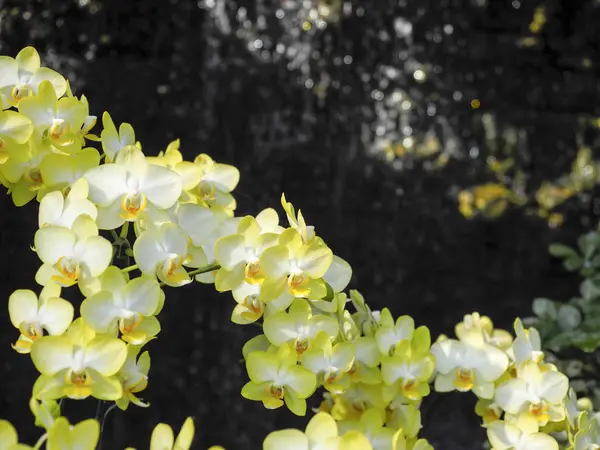 Flores Bonitas Orquídea Phalaenopsis Orquídea Amarela Misturada Branca Traça — Fotografia de Stock
