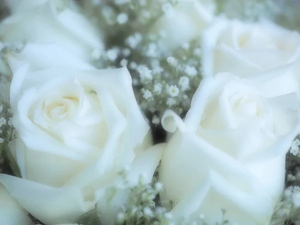 柔和的淡淡的白玫瑰 夏天的背景 春光背景 情人节背景 — 图库照片