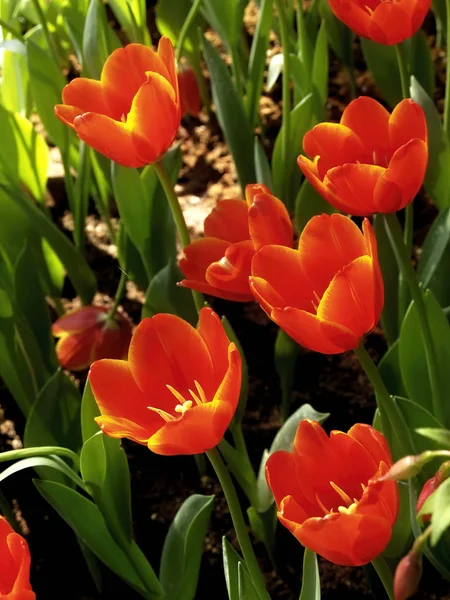 Parlak Lale Bahçesi Baharda Renkli Lale Çiçekleri Arka Planı — Stok fotoğraf