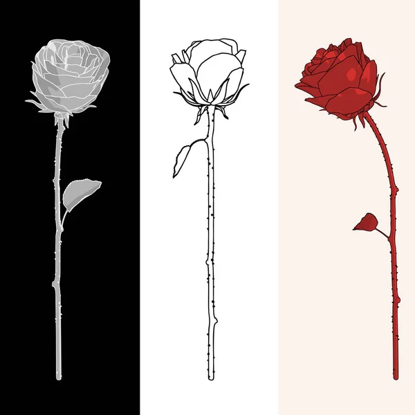 Rose Isolate Happy Valentines Day — 스톡 사진