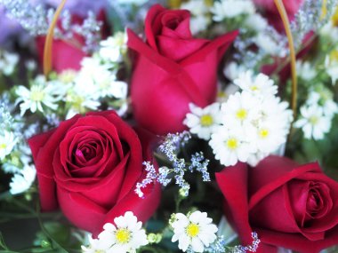 Yumuşak ışık ve taze kırmızı güller yaklaş. Yaz arkaplanı. bahar arkaplanı. Sevgililer Günü geçmişi