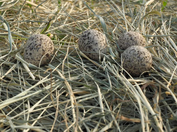 Huevos Aves Abandonados Heno Pájaro Pone Huevos Nido — Foto de Stock