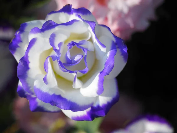 丽仙花在柔和轻盈的花园里绽放 Eustoma 紫罗兰边的白花 — 图库照片