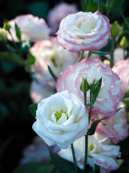 Lisianthus Blomma Mild Ljus Trädgård Eustoma Vit Blomma Med Rosa — Stockfoto