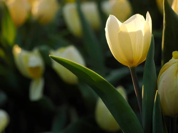 Tulip Flowers Midst Water Droplets Twilight Sun — Stock Photo, Image