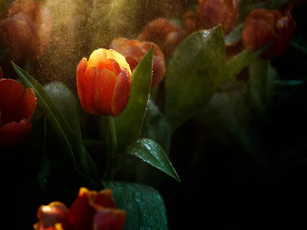 Soumrak Slunce Tulipány Květiny Uprostřed Kapek Vody — Stock fotografie