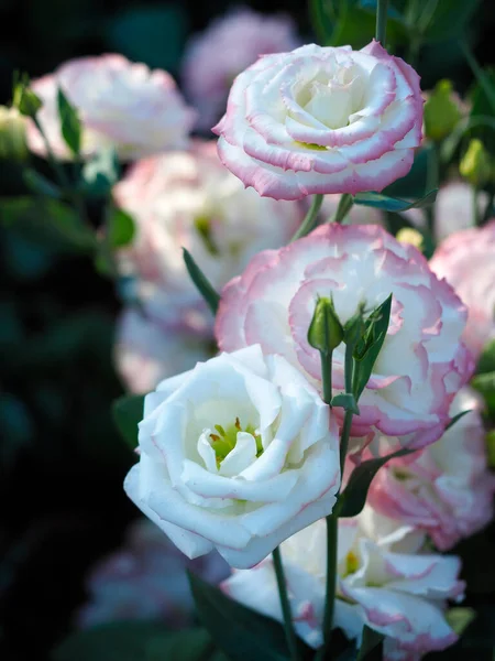 Lisianthus Květina Jemné Světlé Zahradě Eustoma Bílá Květina Růžovým Okrajem — Stock fotografie