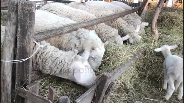 Skupina mladých ovcí jíst seno na stodolu — Stock video