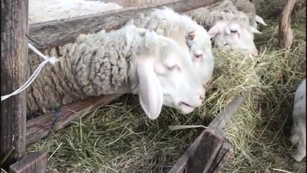 Grupo de ovelhas jovens comendo feno em um celeiro — Vídeo de Stock