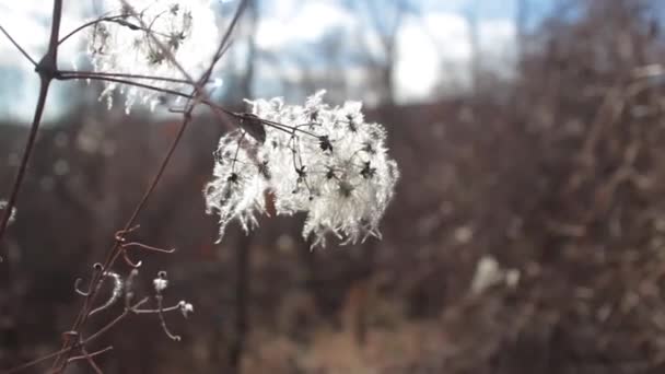 Branches swaying in the wind — Stock Video