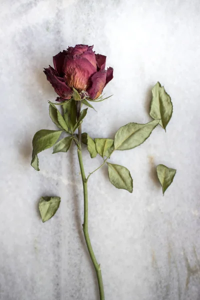 Suszone czerwona róża — Zdjęcie stockowe