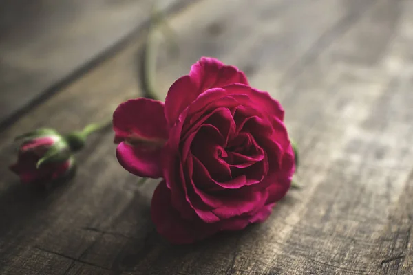 Frische rote Rose auf einem alten Holzbrett — Stockfoto