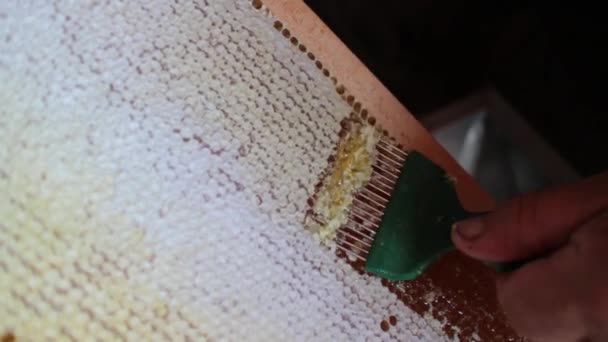 Прийняття концепції меду — стокове відео