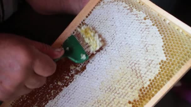 Het maken van honing concept — Stockvideo