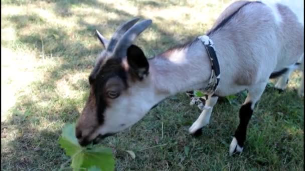 Brunches para comer cabras — Vídeo de Stock