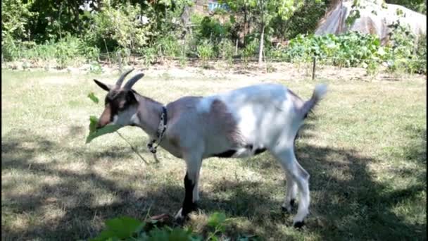Goat eating brunches — Stock Video