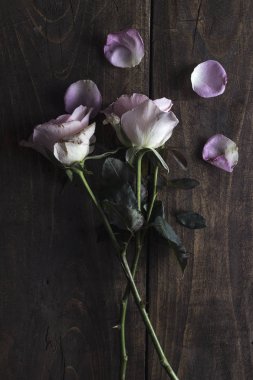 Ahşap arka plan üzerinde güzel pastel gül