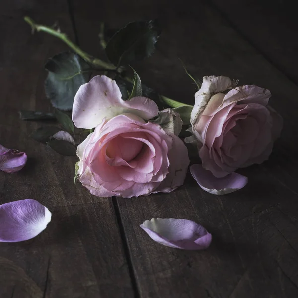 Belle rose pastel sur fond bois — Photo