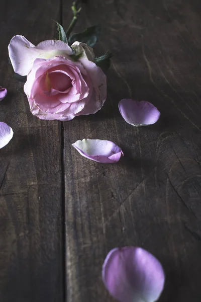Красивая пастельная роза на деревянном фоне — стоковое фото