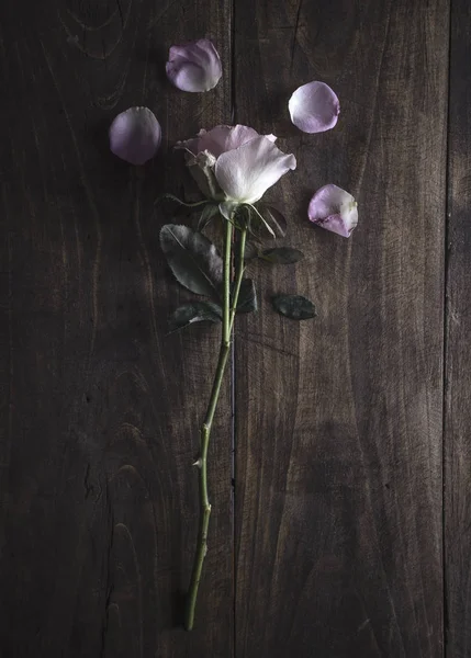 Schöne Pastell Rose auf einem hölzernen Hintergrund — Stockfoto