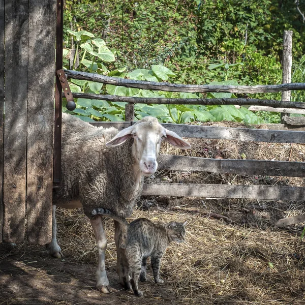Gato y oveja — Foto de Stock