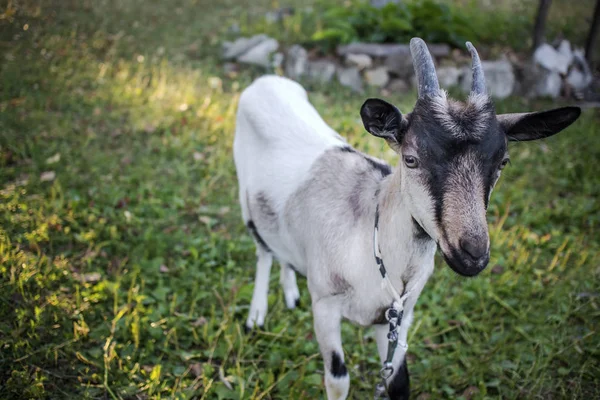 Keçi yakın portre kadar — Stok fotoğraf