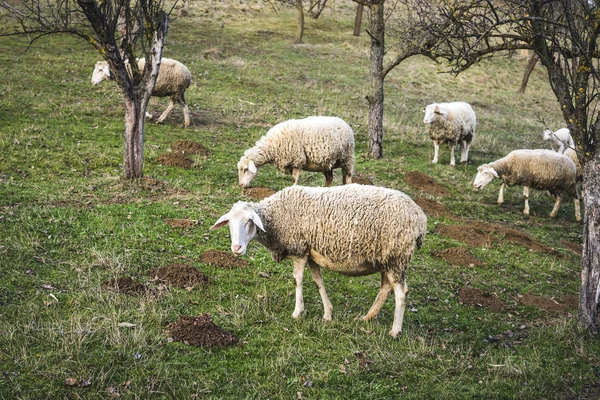 Får i naturen på äng. — Stockfoto