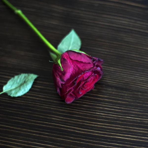 Rosa roja en la mesa —  Fotos de Stock