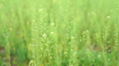 rüzgara karşı hareket uzun yeşil çimen