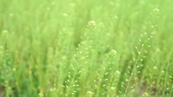 长长的绿草在风中移动 — 图库视频影像