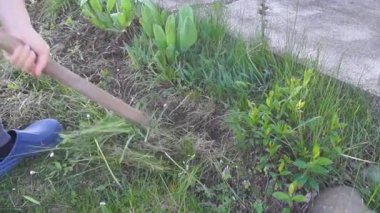 Bahçede bahar işi. Son yıllarda çiçek tarlasında çim toplayan genç kadınları kapatın.